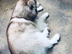 -TrueLove @ Neverland (Husky Cafe)