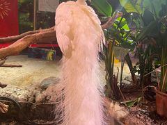 -正佳雨林生态植物园