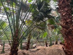-呀路古热带植物园