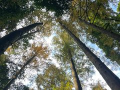 -凤栖山