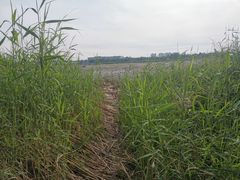 -绿堤公园