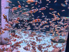 -海合安成都极地海洋公园