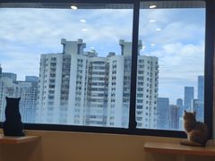 -有喵·猫咖·狗咖·30几只猫10只小狗(岗厦店)