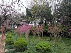 -嘉定紫藤园