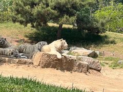 -北京野生动物园