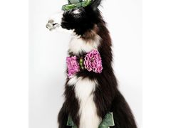 -荷兰布尔玛国际花艺学院