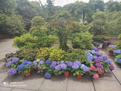 -南山植物园
