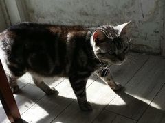 android_upload_pic-海边的猫和咖啡馆