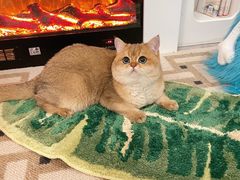 -东方名猫馆·英短金渐层布偶猫舍(环线广场1号楼店)