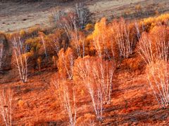 -塞罕坝国家级自然保护区