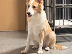 -翊宠yipet猫狗购宠庄园犬舍•猫舍