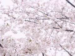 -顾村公园