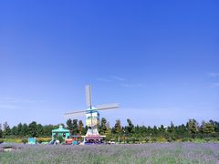 -荷兰花海