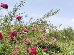 -西安汉城湖景区