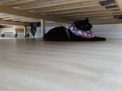 -爱侣宠医·鹦鹉专科·小型哺乳类·异宠专科(灵石路店)