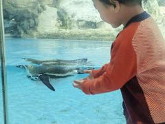 -帝企鹅自助餐厅•儿童岛•真企鹅(长隆企鹅酒店)