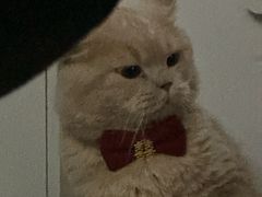 -瑞派宠物医院·犬猫全科·猫友好(宾水西道店)