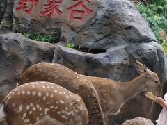 -野象谷景区