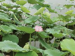 -飞来湖湿地公园