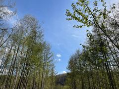 -青池