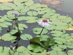 -东莞植物园