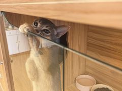 -猫十亿·布偶金渐层·曼基康矮脚猫舍(青年路店)