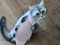 -纳吉亚猫专科动物医院·北北分院
