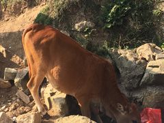-大姆山草场