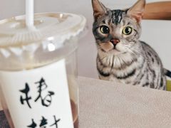 -椿树咖啡