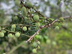 -广州市流溪河国家森林公园