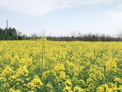 -嘉北郊野公园北游客中心-地上停车场