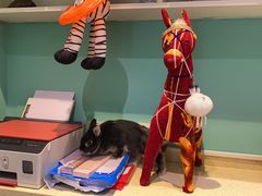 -雨林宠物医院 非犬猫异宠专科