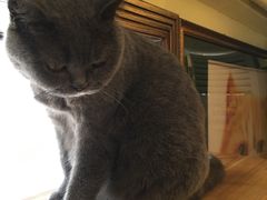 -more than meow吴止猫主题餐厅(承德 中船汇店)