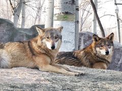 -北京野生动物园