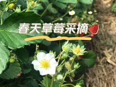 -昌平兴寿秀秀草莓采摘园