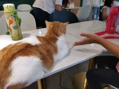 -飞行喵MR PILOT|猫舍·猫咖(静安大融城店)