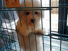 -翊宠yipet猫狗购宠庄园犬舍•猫舍