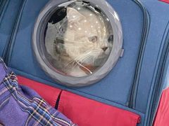 -伟伟宠物医院·CT影像中心·瑞派犬猫综合性门诊(汉口总院)