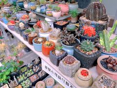 -青石桥花鸟鱼虫市场(叠翠城店)