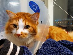 -中农国际动物医院24小时·猫科·骨科·急重症中心