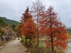 -小芝红树林