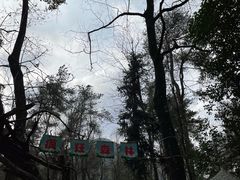 -大奇山国家森林公园