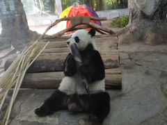 -海南热带野生动植物园