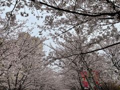 -高东镇樱花园