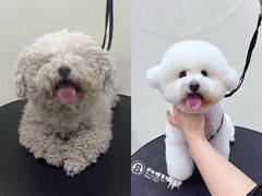 -BABIT巴比特宠物(MOMOPARK店)