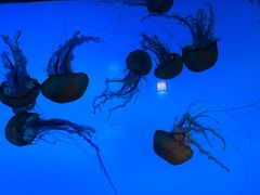 -太平洋海底世界