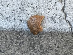 -百年夯碳烤胡椒饼(阿拉城店)