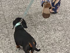 -米兰马尔彭萨国际机场