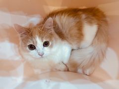 -爪爪喵星球·猫舍(前海卓越店)