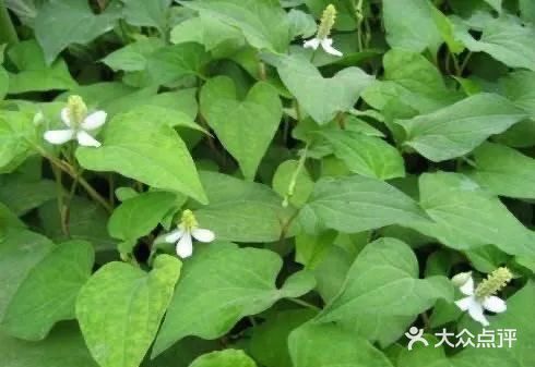 鱼腥草为三白草科多年生草本植物,气味独特